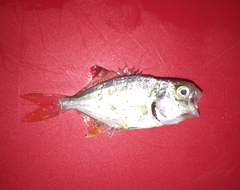 Trachinotus carolinus