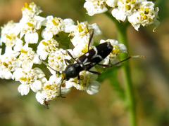 Chlorophorus sartor