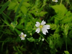 Cerastium davuricum