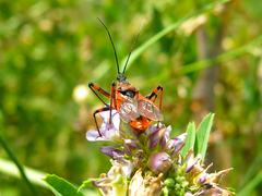Rhynocoris rubricus