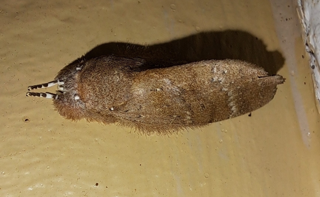 Omichlis stueberi