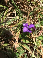 Viola adunca adunca