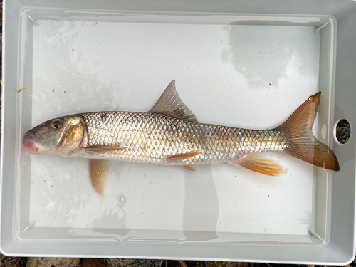 Suckermouth redhorse (Moxostoma pappillosum) — Catostomidae — 5
