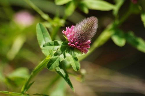 Image of Trifolium rubens by (c) Lars Willighagen, some rights reserved (CC BY)