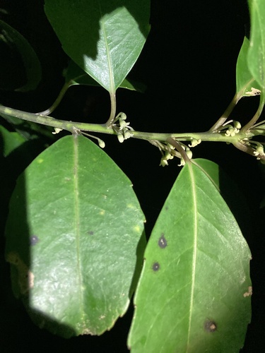 Image of Melicytus macrophyllus by (c) Samuel Brown, some rights reserved (CC BY)