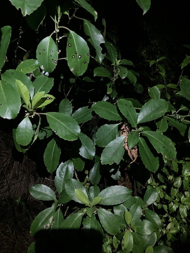 Image of Melicytus macrophyllus by (c) Samuel Brown, some rights reserved (CC BY)