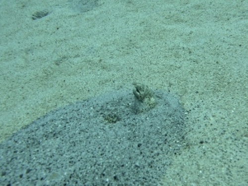 Callechelys lutea observed 2024-09-06
