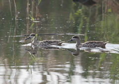 Marmaronetta angustirostris