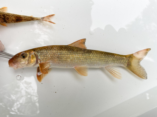 Striped jumprock (Moxostoma rupiscartes) — Catostomidae