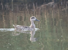 Marmaronetta angustirostris