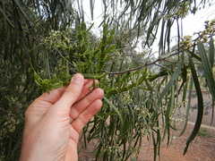 Korthalsella rubra