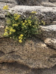 Lomatium torreyi