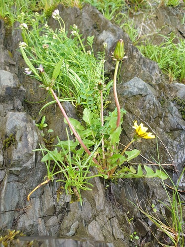 Taraxacum latilobum