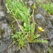 Taraxacum latilobum - Photo ללא זכויות יוצרים, הועלה על ידי Étienne Lacroix-Carignan