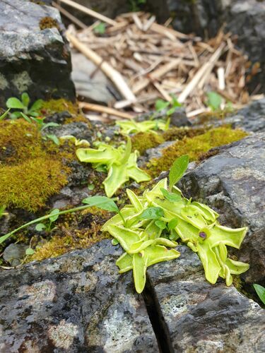 Pinguicula vulgaris