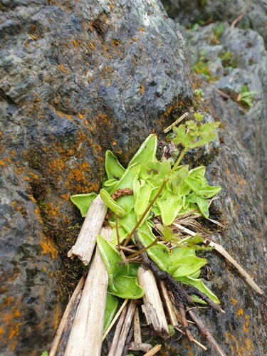 Pinguicula vulgaris