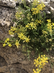 Lomatium torreyi
