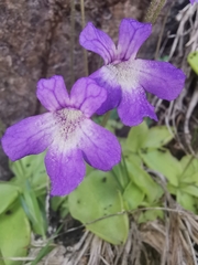 Pinguicula corsica