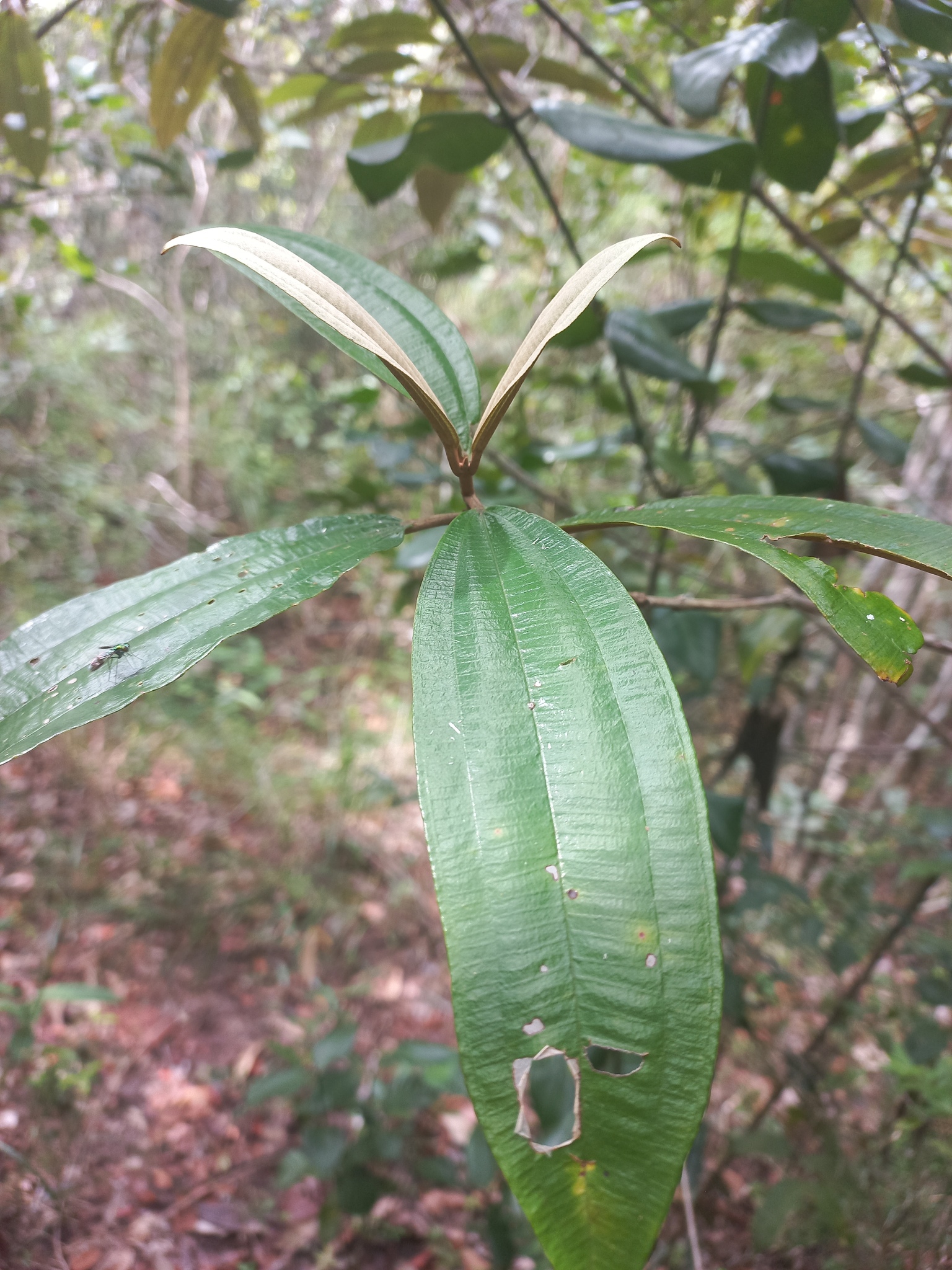 Miconia albicans
