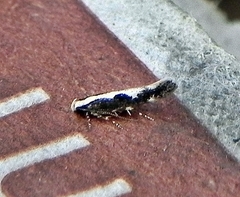 Agnippe prunifoliella