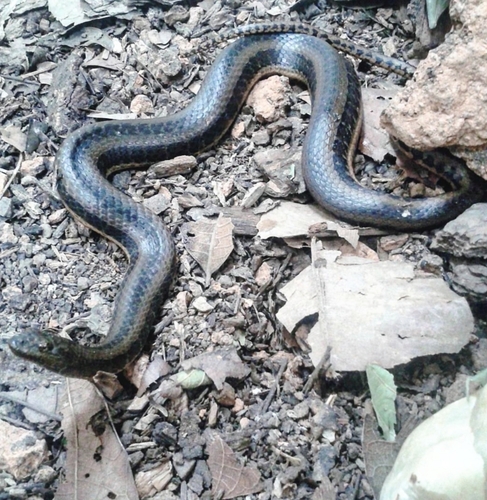 Helicops boitata