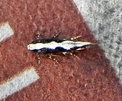 Agnippe prunifoliella