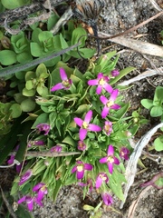 Zeltnera muehlenbergii