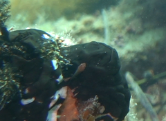 Cochleoceps bicolor