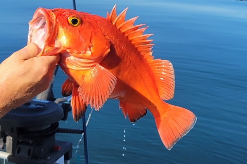 Rasphead rockfish (Sebastes ruberrimus) — Sebastidae — 3