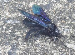 Xylocopa nasalis