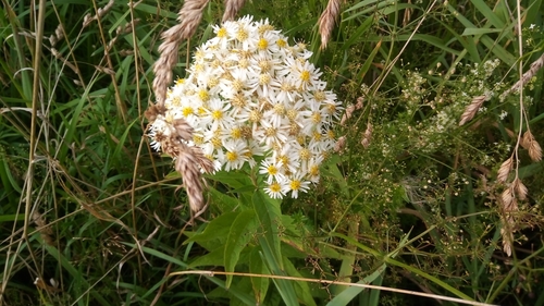 Aster glehnii
