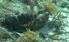 Hypoplectrodes nigroruber