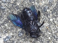 Xylocopa nasalis