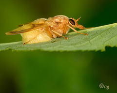 Goniops chrysocoma
