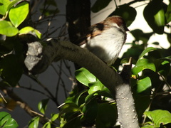Passer domesticus