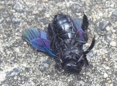 Xylocopa nasalis