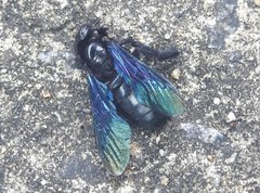 Xylocopa nasalis