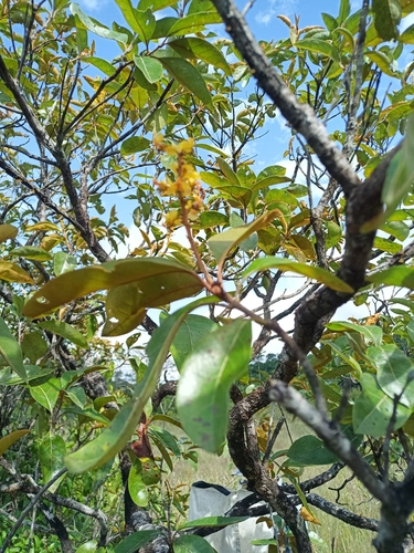 Maricao cimun (Byrsonima crassifolia)
