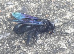 Xylocopa nasalis