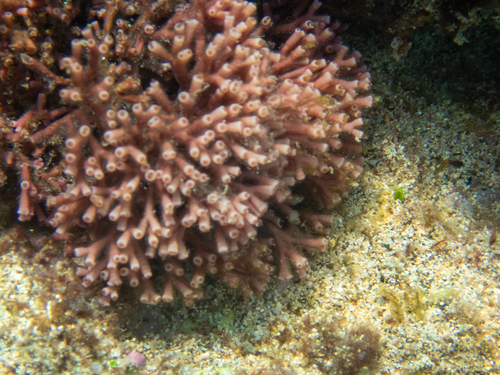 Tricleocarpa observed 2024-08-20