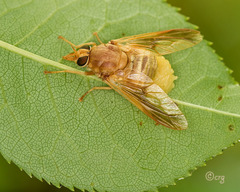 Goniops chrysocoma