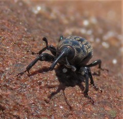 Sphenophorus zeae