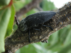 Capnodis tenebrionis