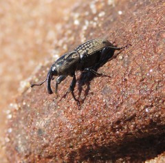 Sphenophorus zeae