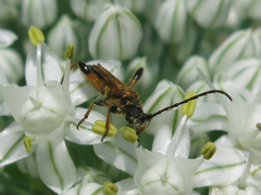 Stenopterus ater