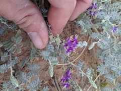 Dalea lanata