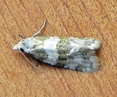 Aethes argentilimitana