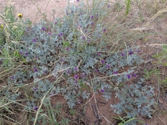 Dalea lanata