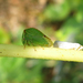 Stictocephala bisonia - Photo (c) frahome, alguns direitos reservados (CC BY-NC), uploaded by frahome