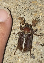 Polyphylla hammondi